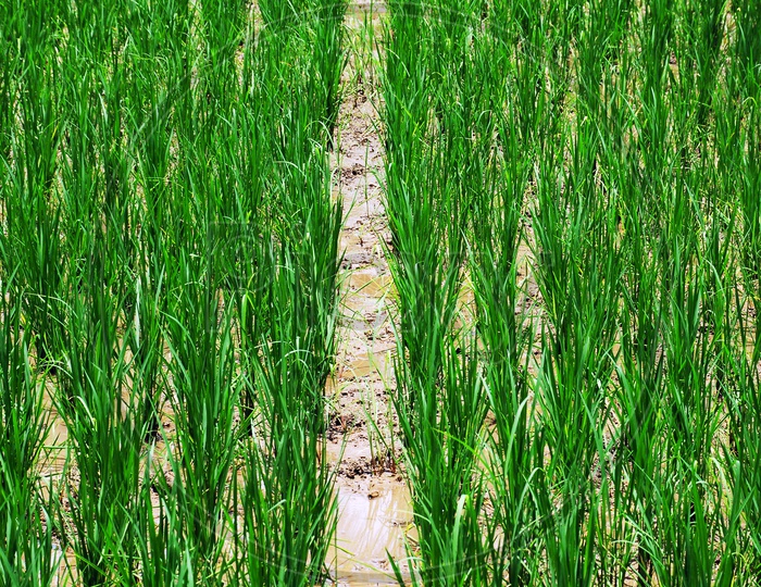 Paddy field with water