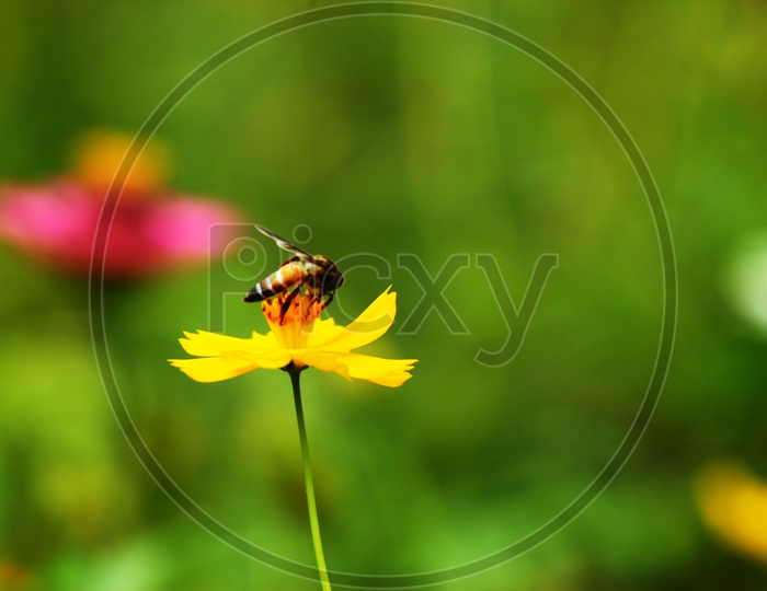 Honey bee on an yellow flower