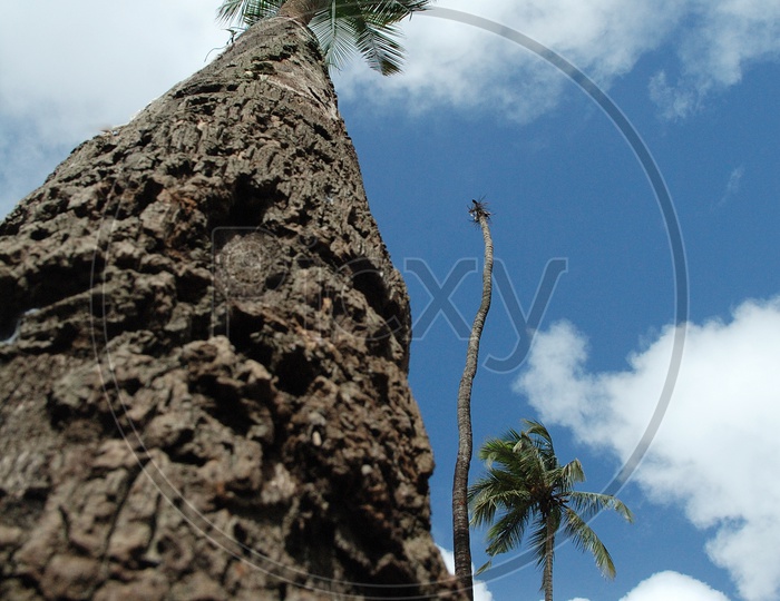 Coconut tree low angle shot