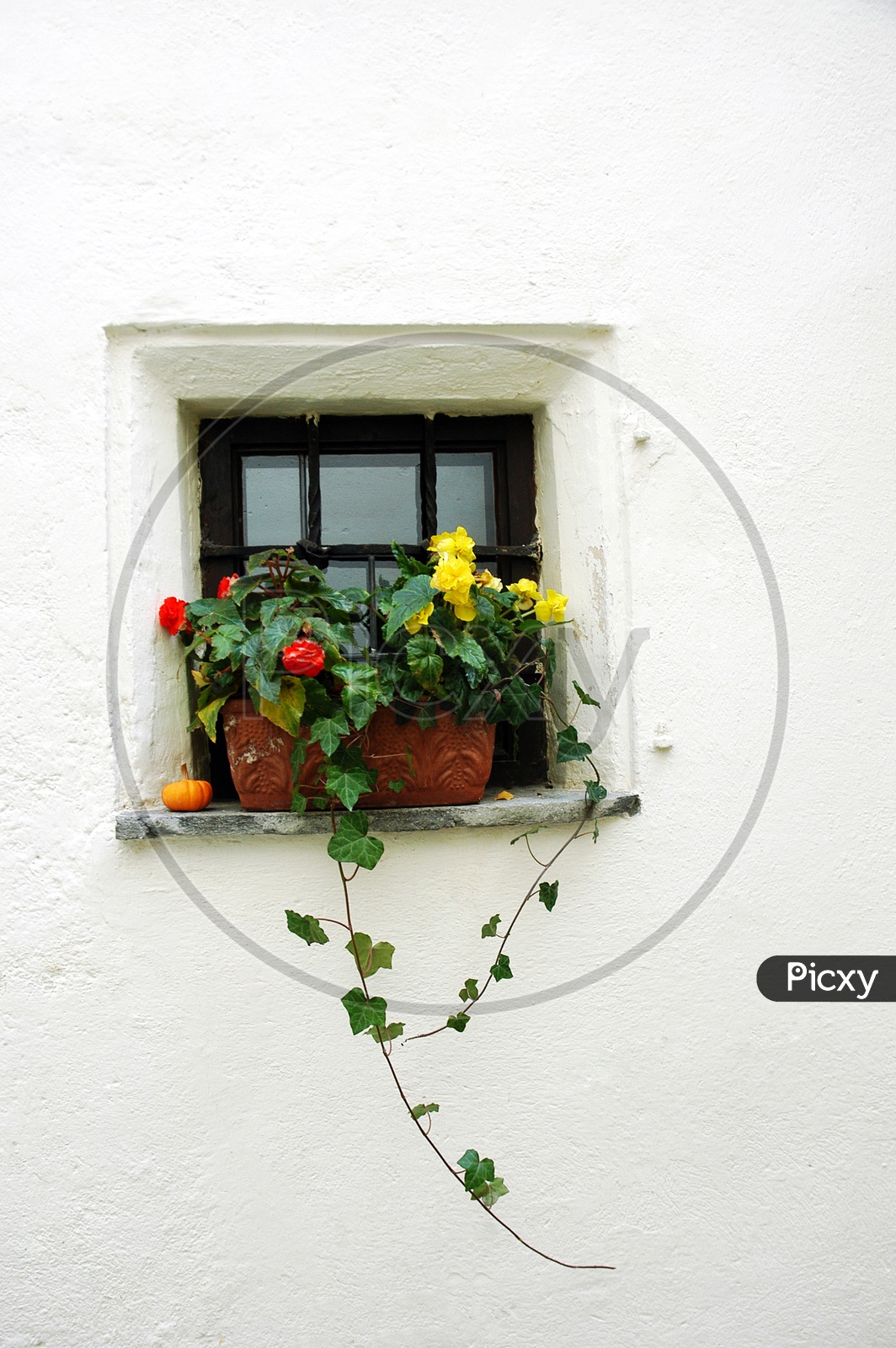 Colorful flower plants in a windowsill