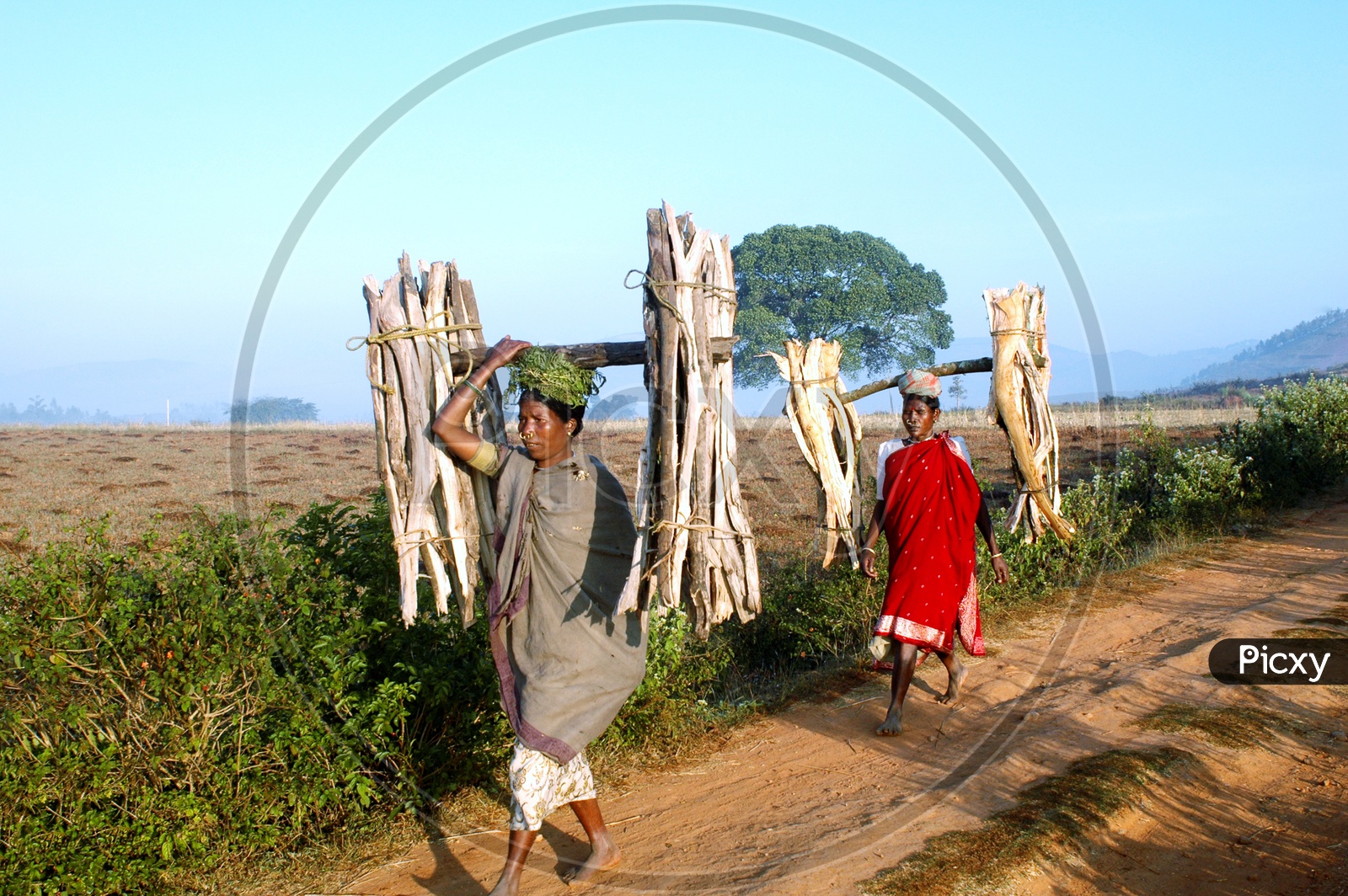 Tribal Women Carrying Cooking Wood