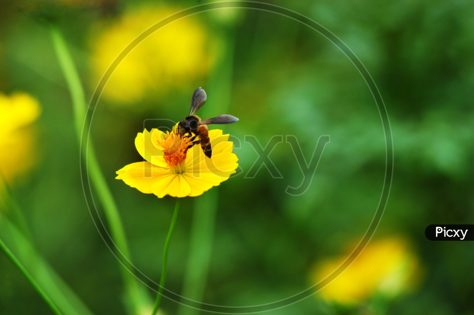Honeybee on an yellow flower