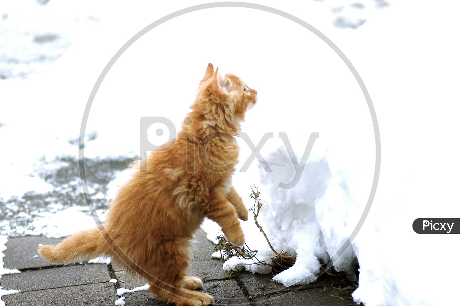 Brown cat in the snow