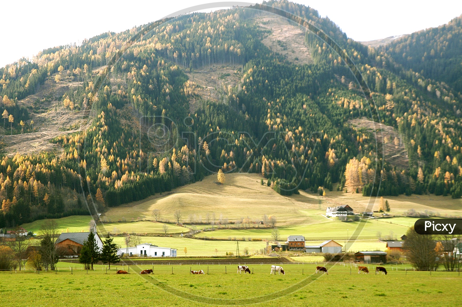 Cattle grazing in the meadows with Swiss Alps in the background