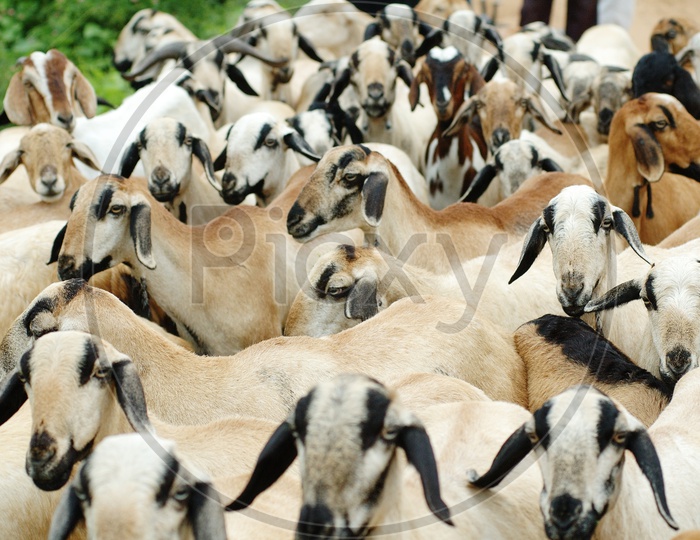 Herd of Sheep