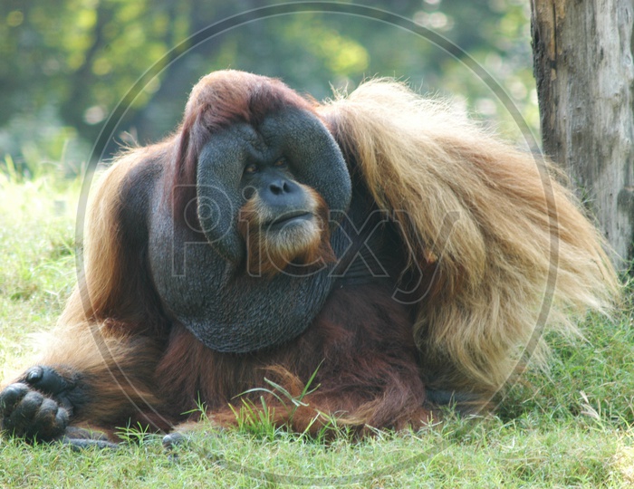 Fat Orangutan