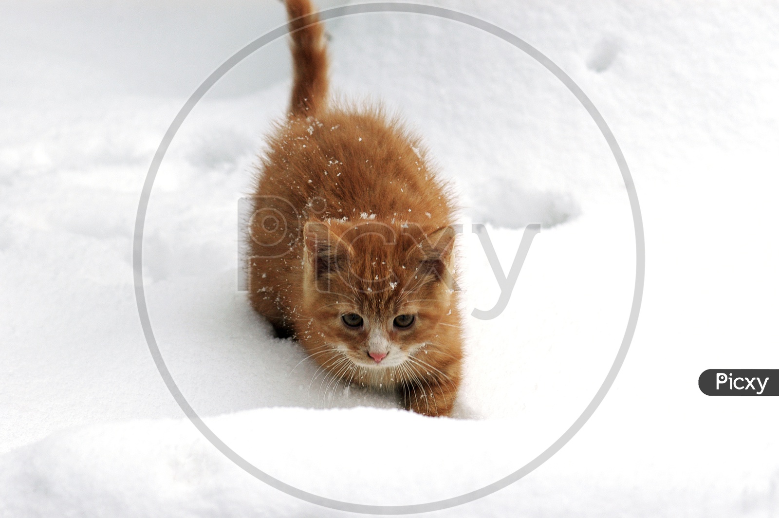 A cute brown cat walking in the snow