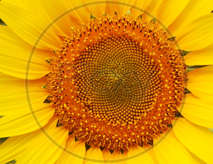 Close up sunflower - Helianthus Annuus