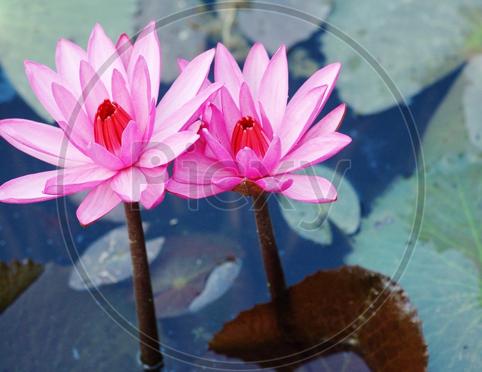 Pink Lotus in the pond