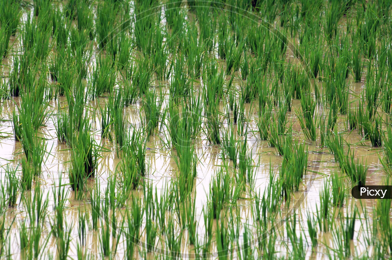 Paddy field with water
