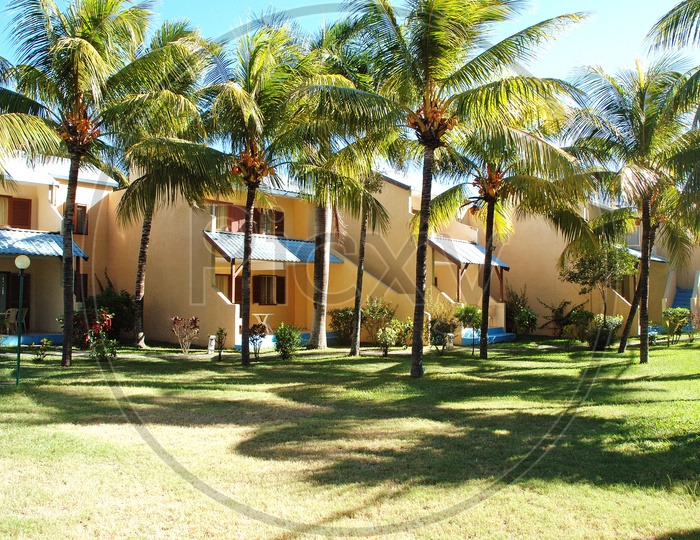 Coconut trees alongside the houses