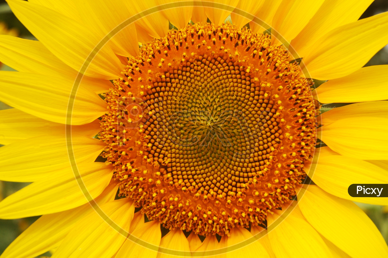 Close up sunflower - Helianthus Annuus