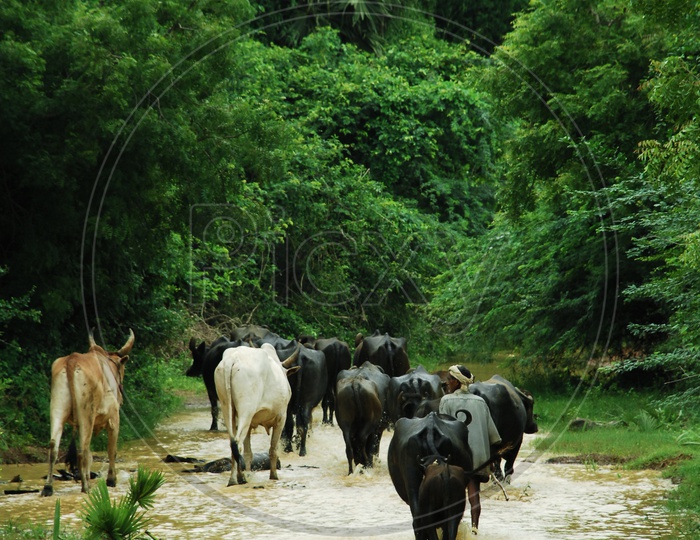 Buffaloes and cows walking amidst the flood water