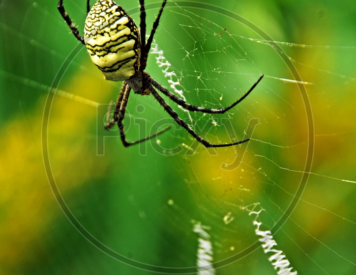 A Spider weaving the web