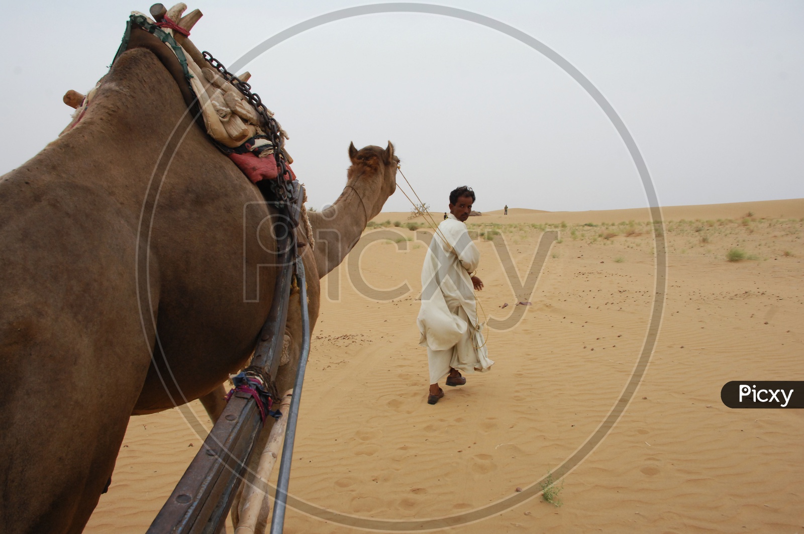A camel herder with a camel in a desert