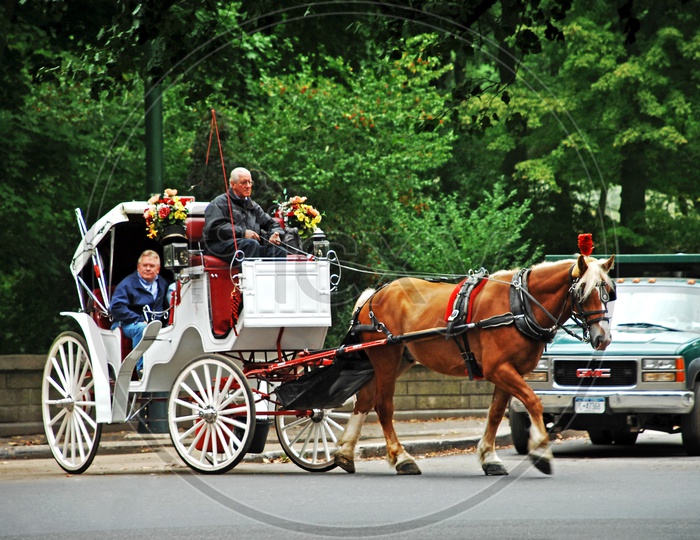 Horse-Drawn Carriage and it's Driver on the road