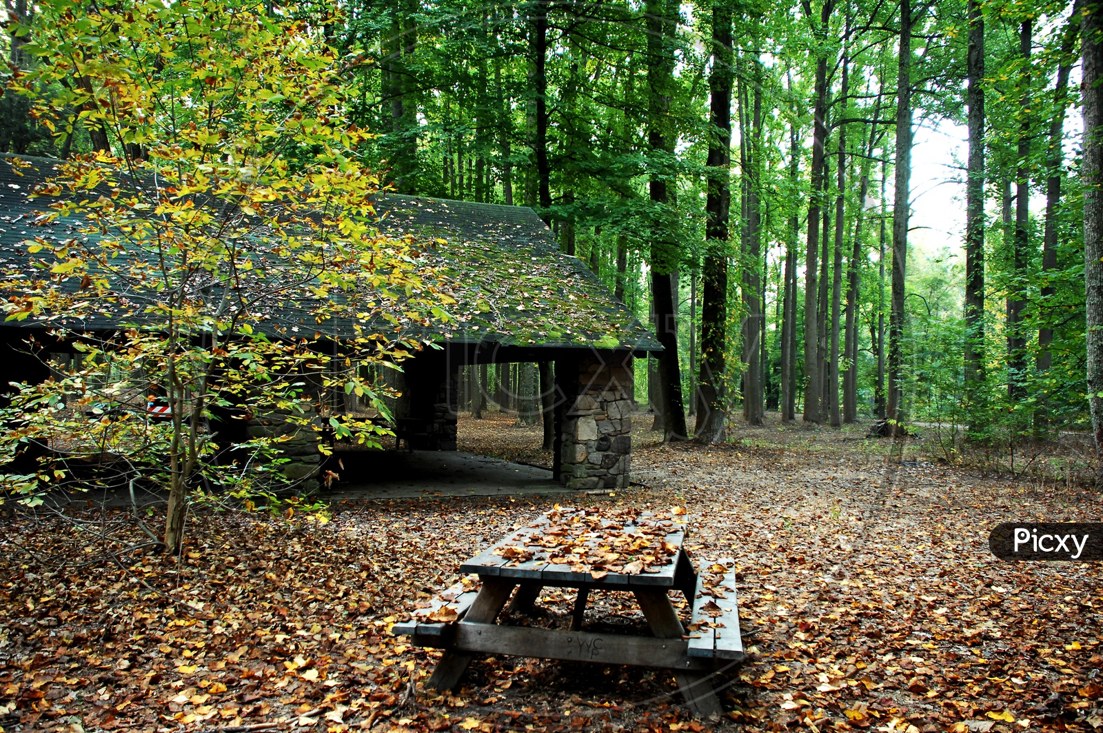 Wooden bench in the woods during the autumn