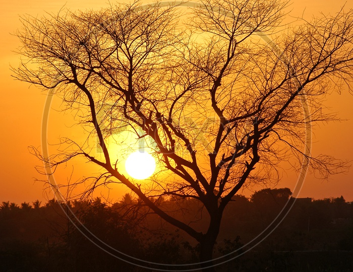 Silhouette of a tree during sunset