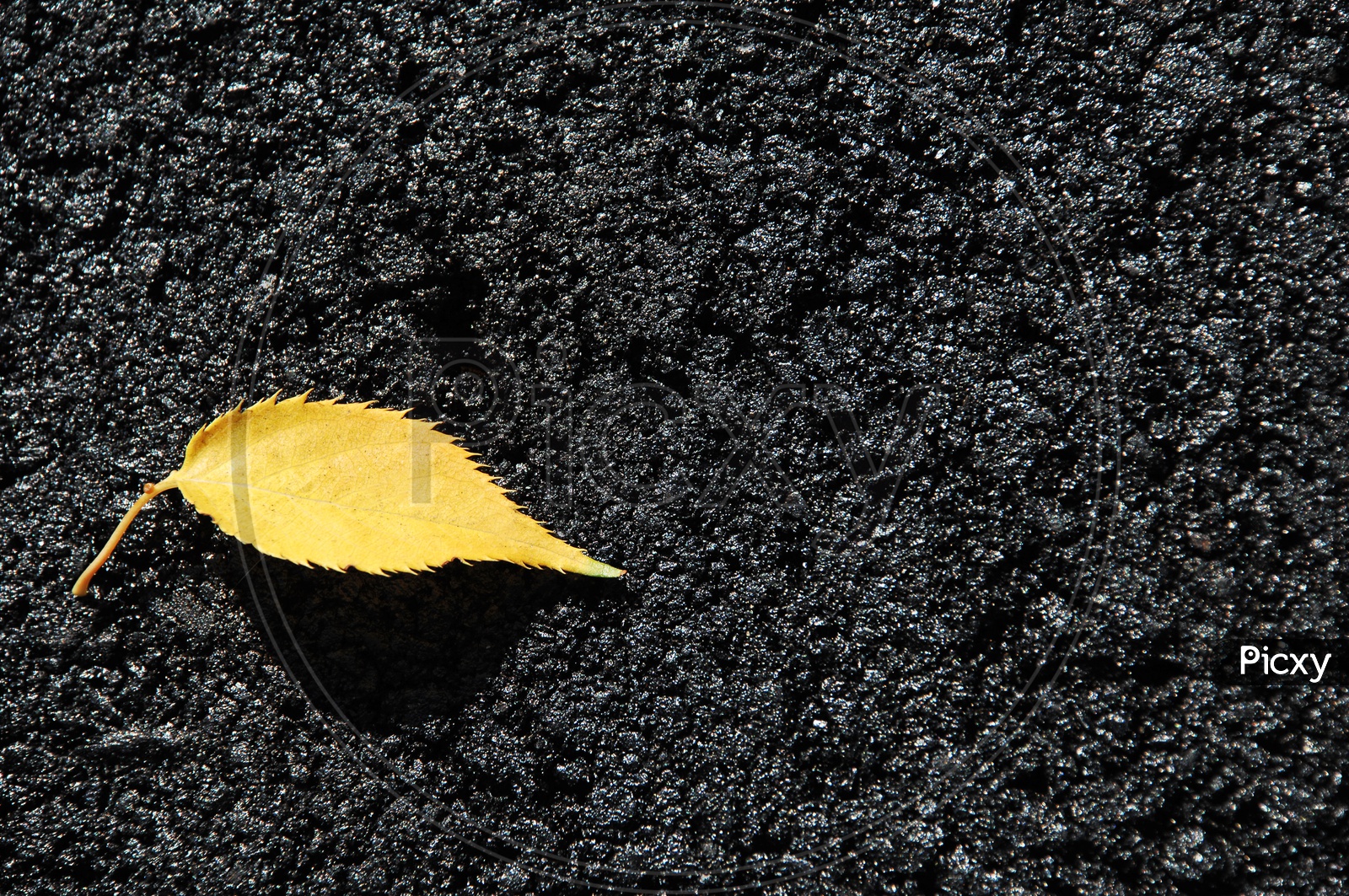 Yellow leaf in the tar road