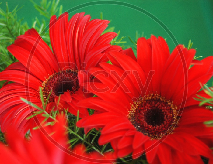 Red Barberton daisy  flowers