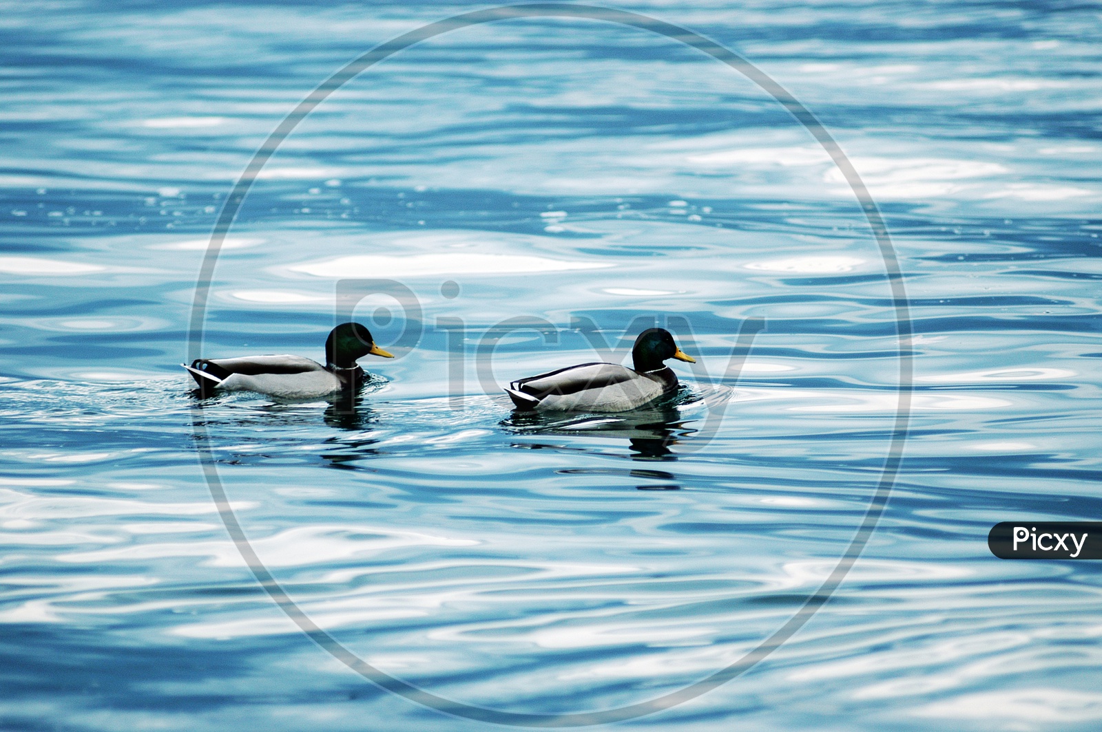 Mallard ducks moving on the water
