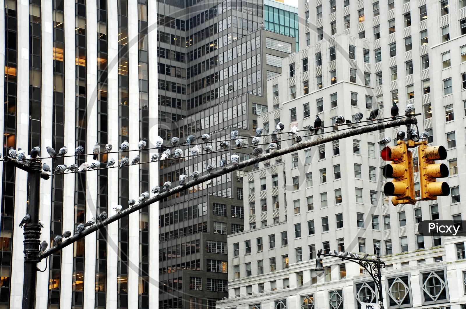 Pigeons on the street lights
