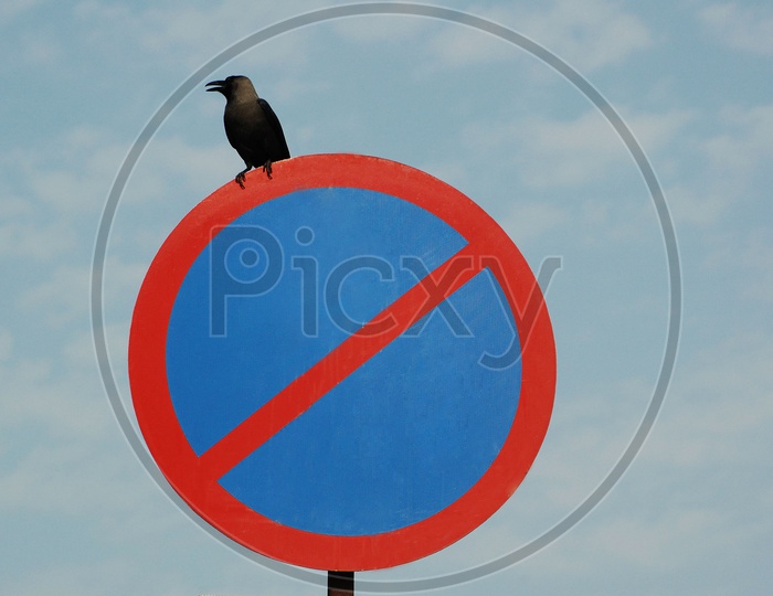 A crow sitting a no parking sign board
