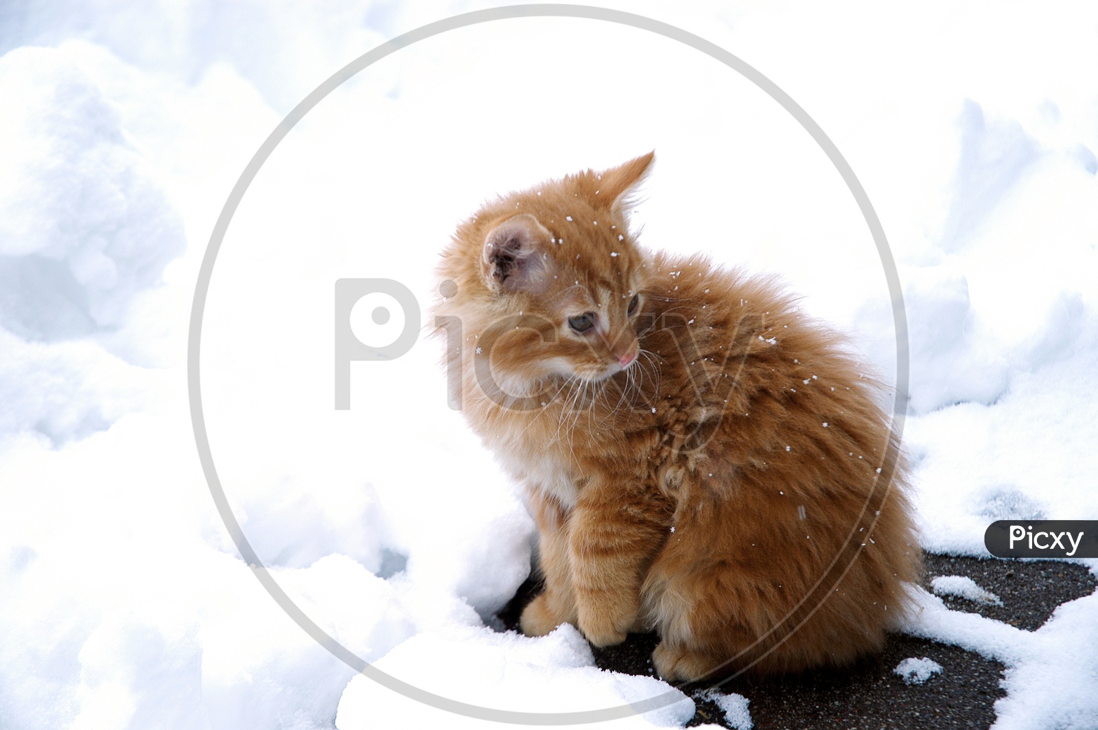 Brown cat in the snow