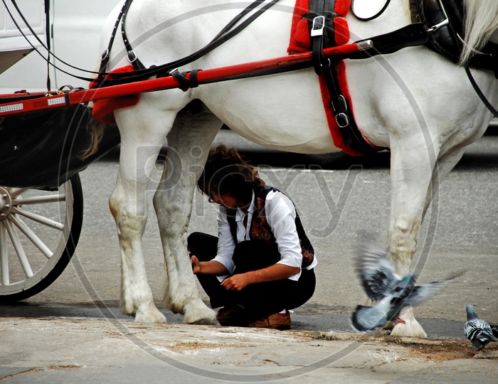 A Woman checking the horse legs