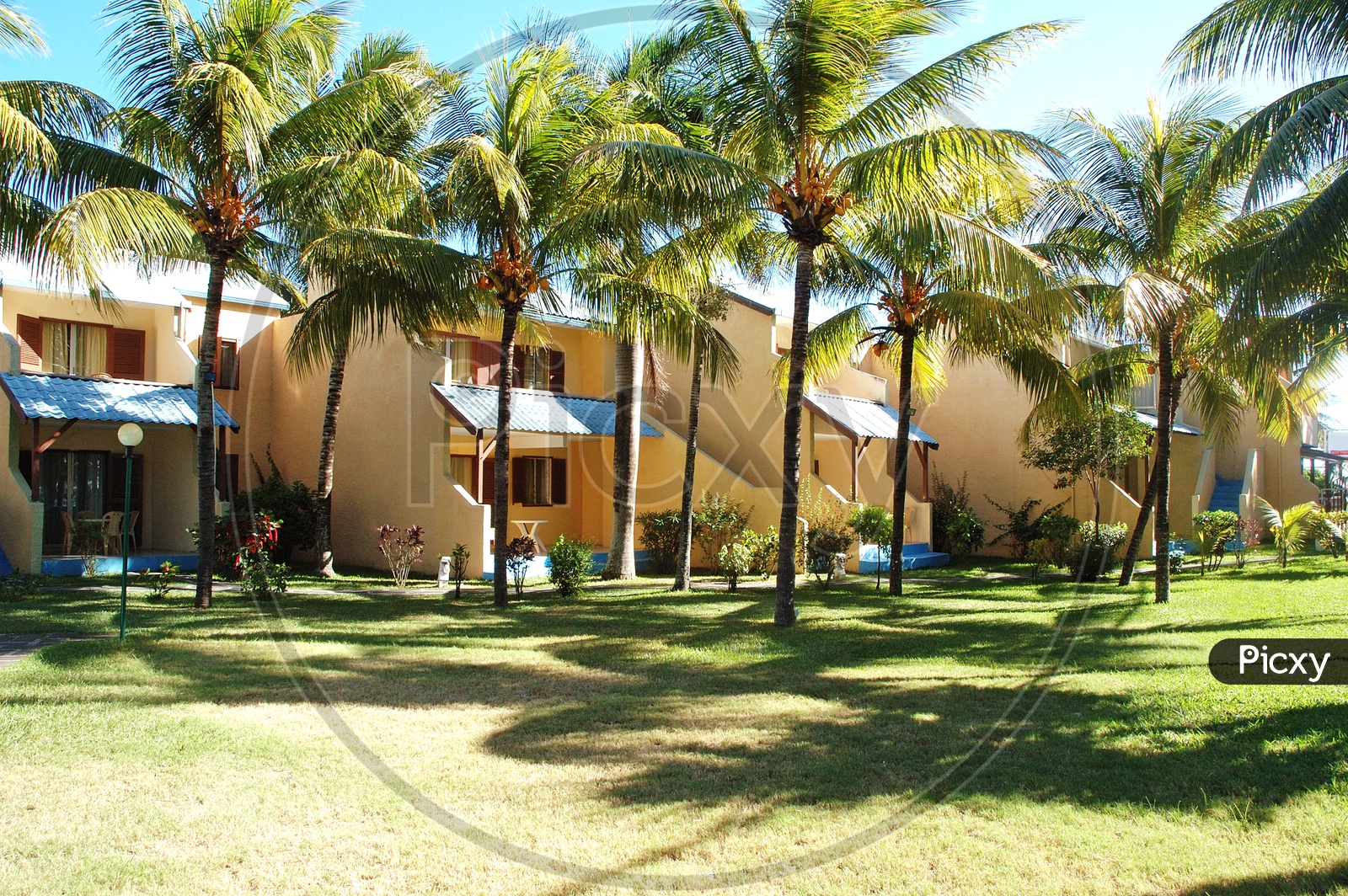 Coconut trees alongside the houses