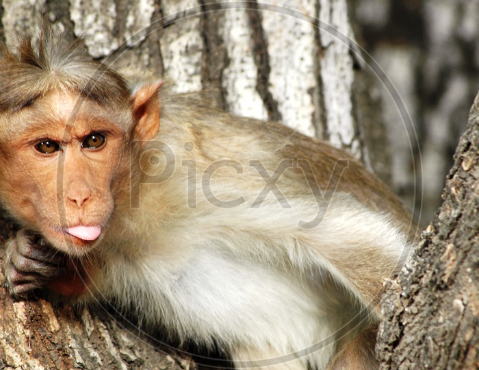 Close up pf a monkey