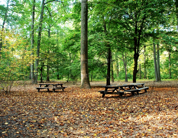 Wooden benches during Autumn