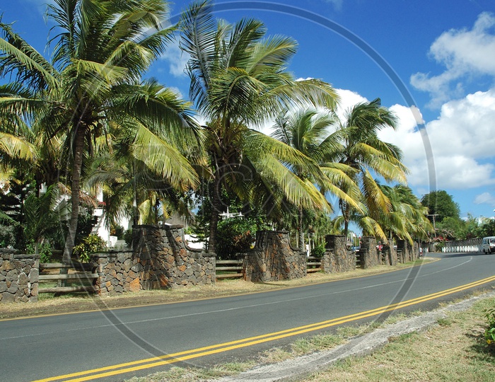 Coconut trees alongside the road