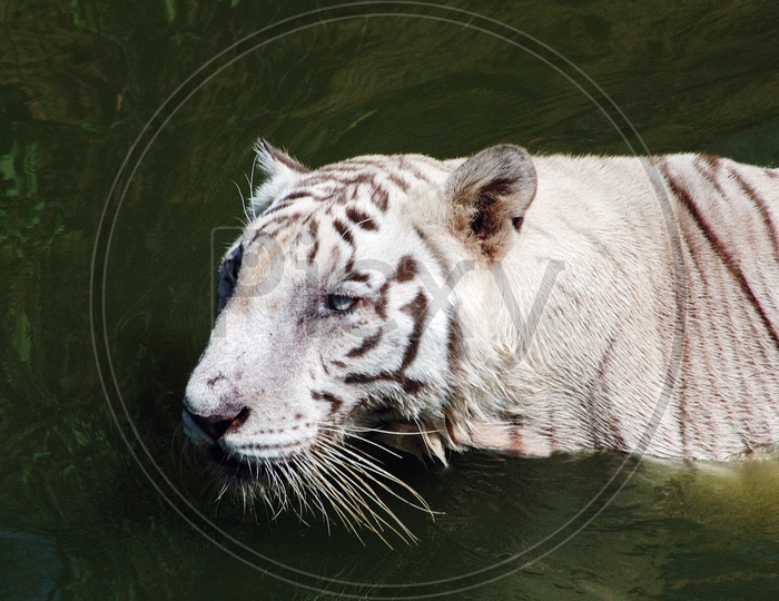 White Tiger in the water