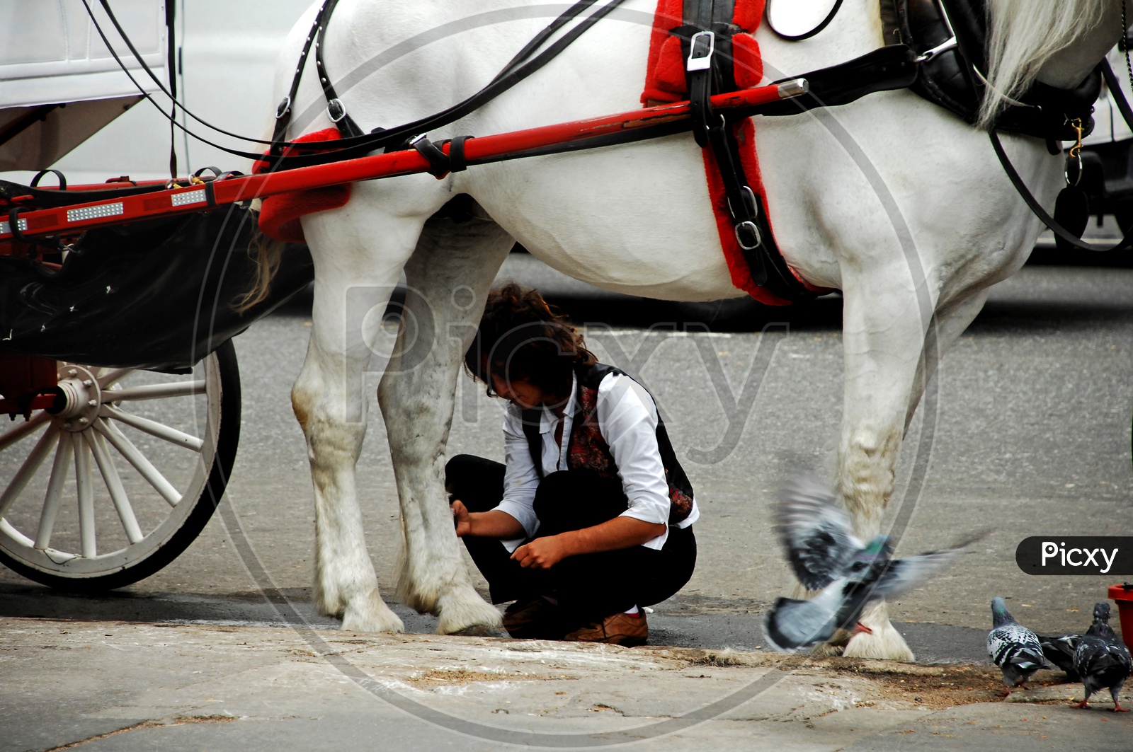A Woman checking the horse legs