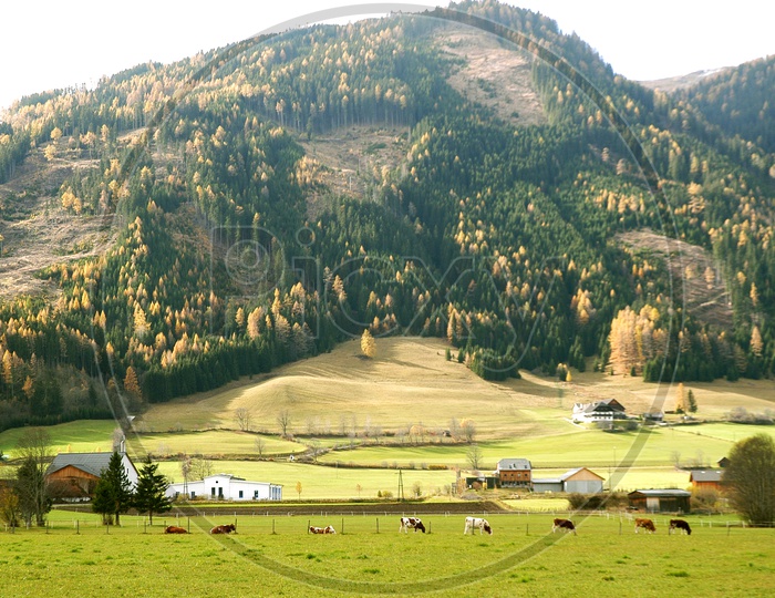 Cattle grazing in the meadows with Swiss Alps in the background