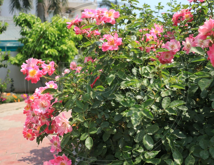 Pink rose plant