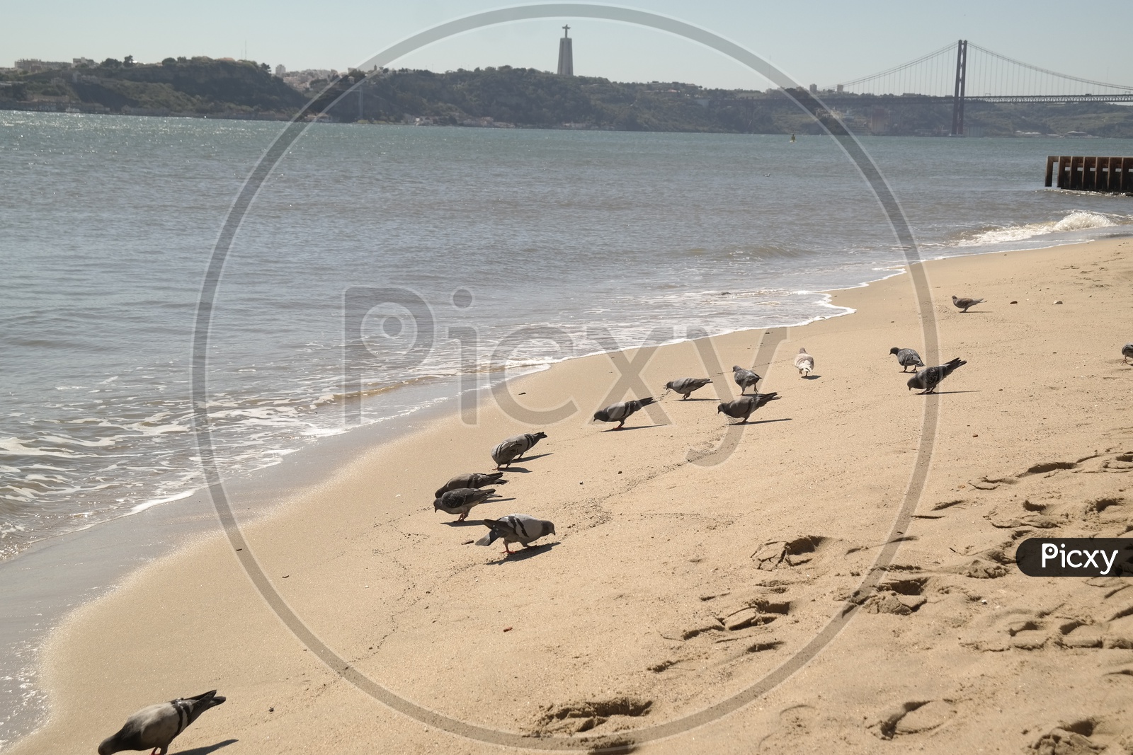 Pigeons In a beach
