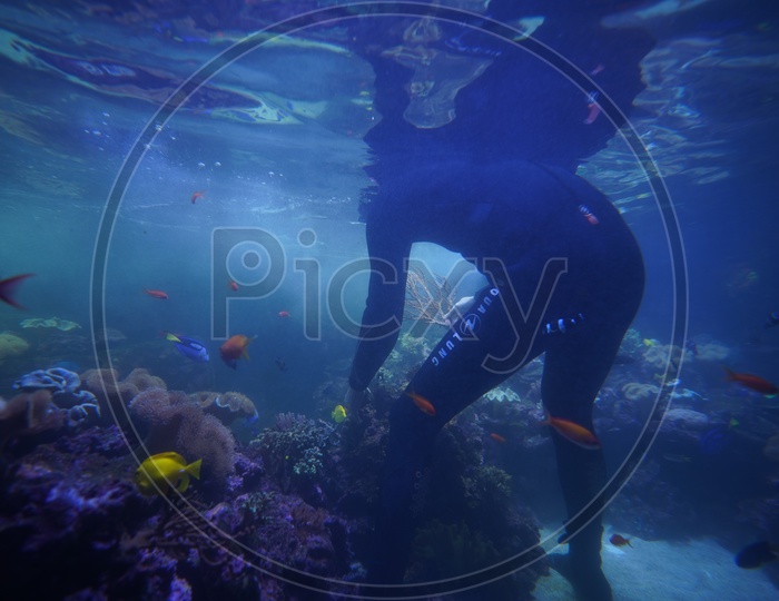 Scuba diver fixing Coral Reef in Dubai mall aquarium