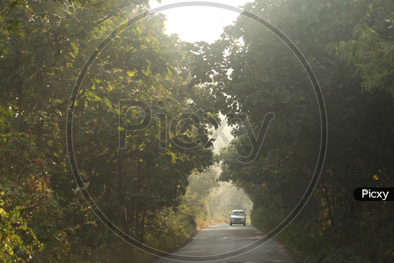A Car On a Rural Village Roads Covered With Trees