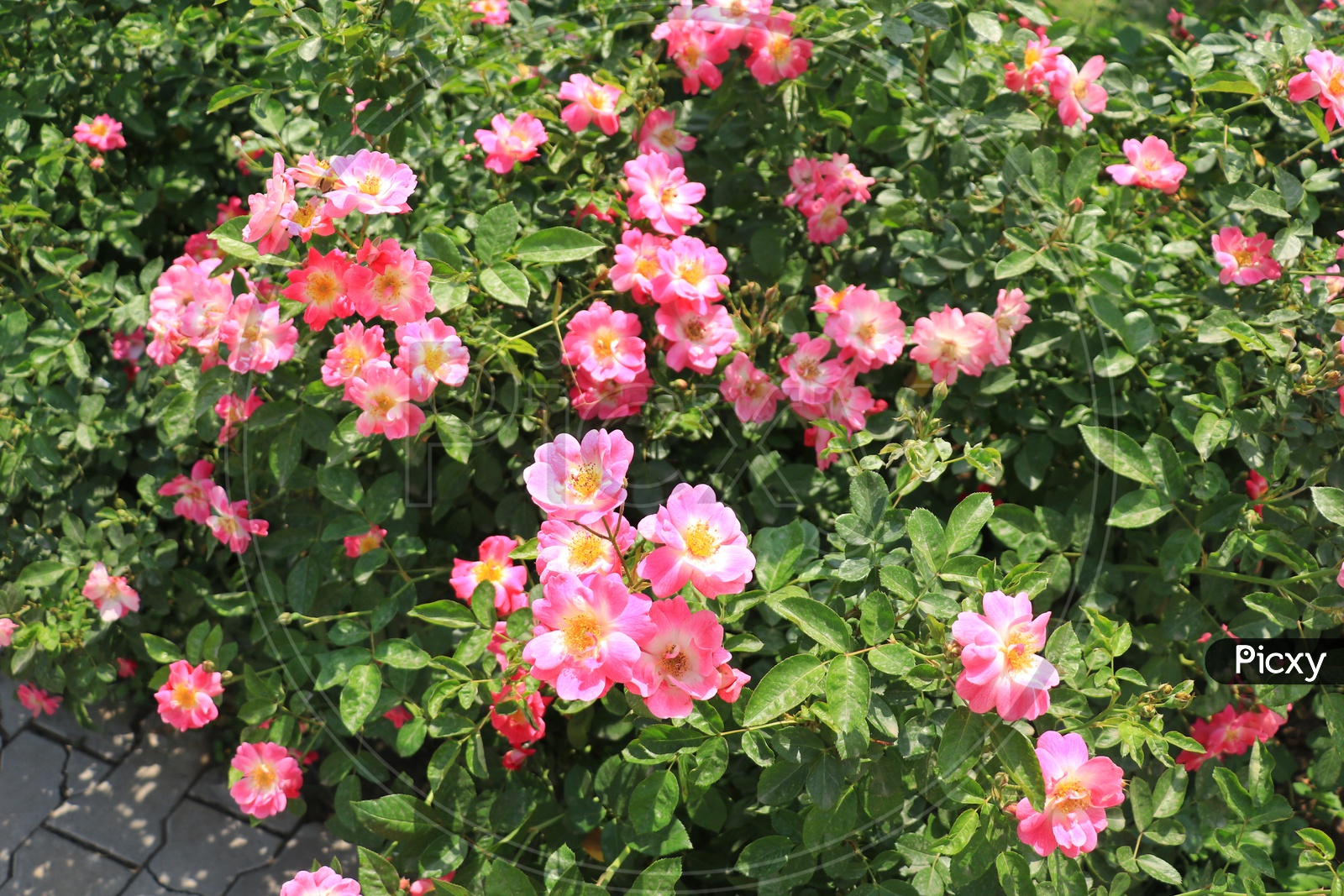 Pink rose plant