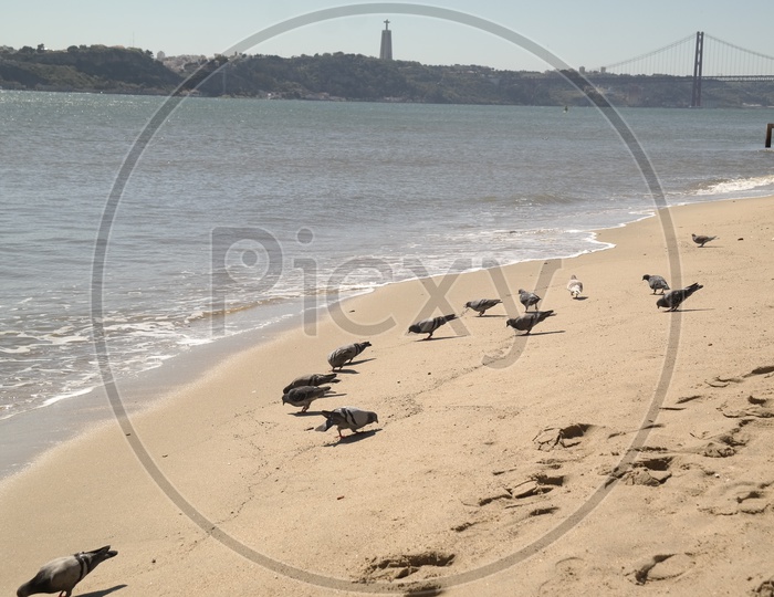 Pigeons In a beach
