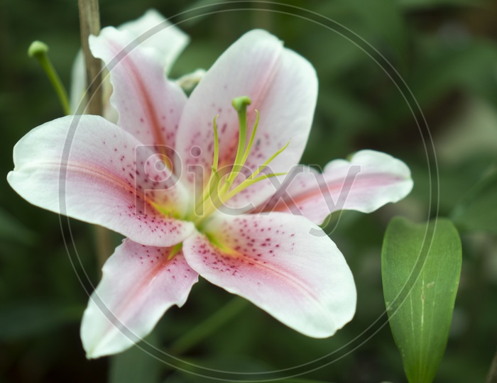 Lilly Stargazer  Flower
