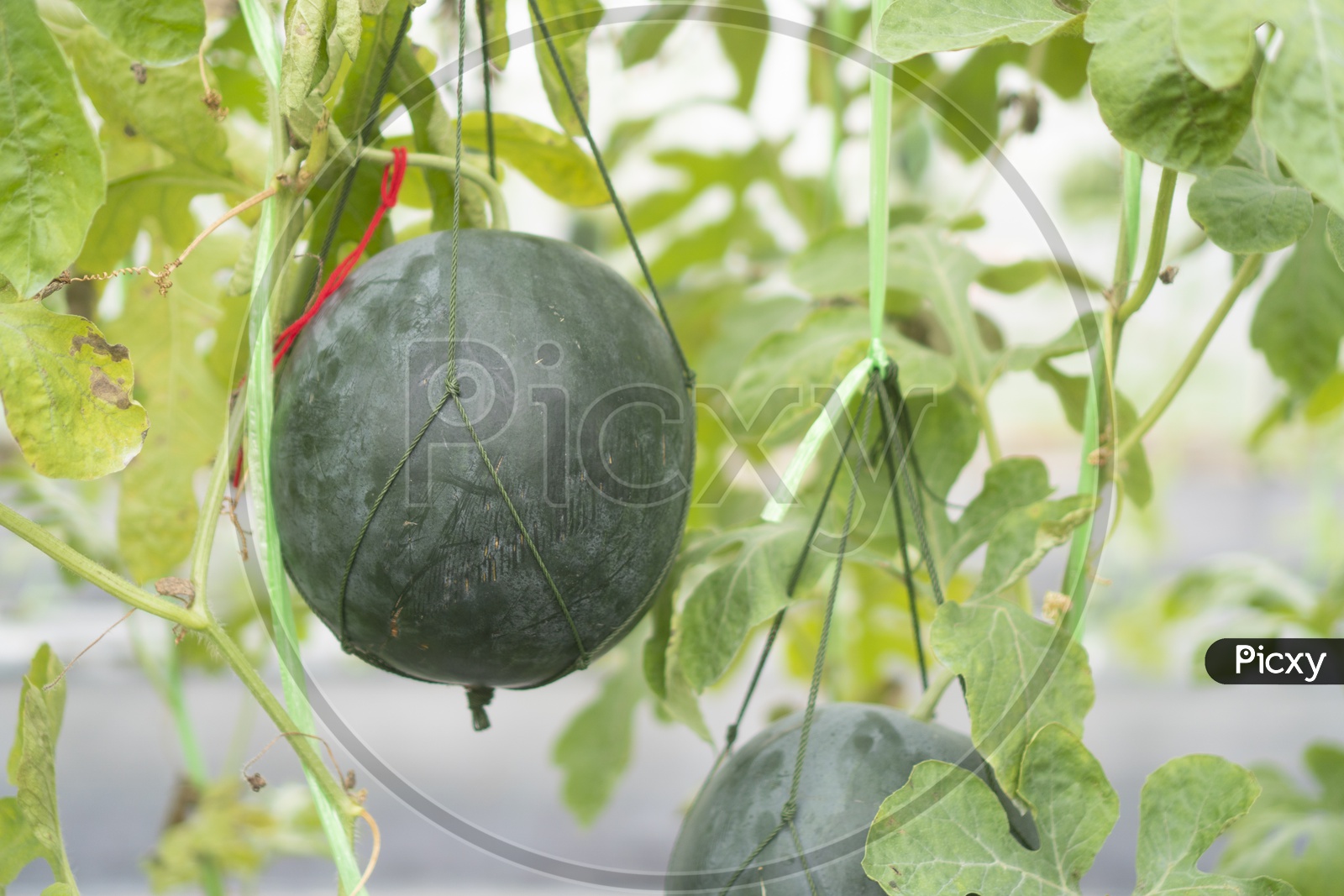 Watermelon Farming In Green Houses Using Technology