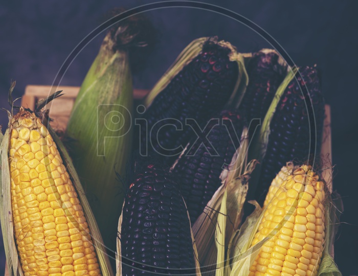 Multi - Coloured Organic Corn In a Basket
