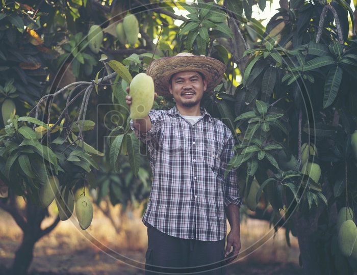 Happy Young thai  Farmers With The Yield In an Mango Farm