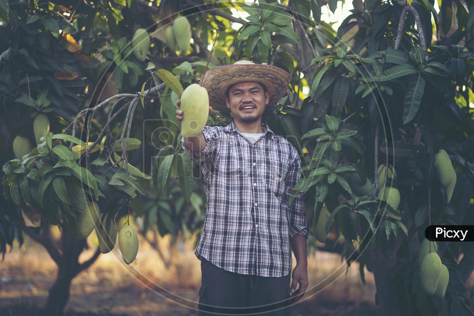 Happy Young thai  Farmers With The Yield In an Mango Farm