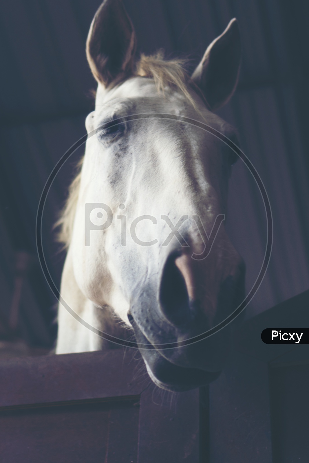 Portrait Of A beautiful White Horse With Mane