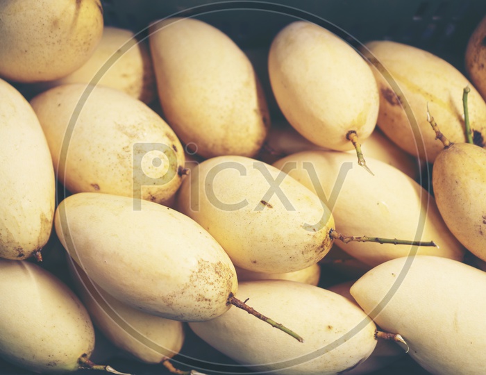 Fresh Mangoes Yield  Closeup