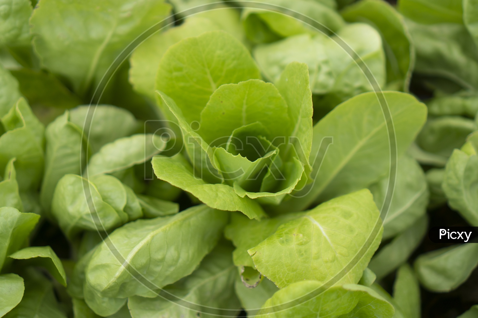 Fresh Green Leafy Vegetables , Spinach Farming